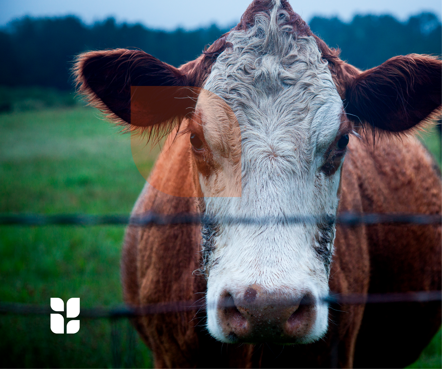 estilo fotografico animales